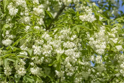 Kolchische Pimpernuss - Staphylea colchica