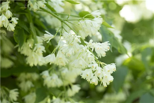 Kolchische Pimpernuss - Staphylea colchica