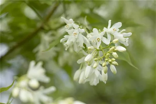 Kolchische Pimpernuss - Staphylea colchica