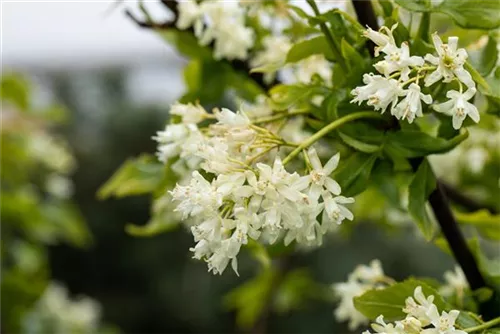 Kolchische Pimpernuss - Staphylea colchica