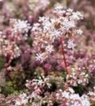 Garten-Rotmoos-Mauerpfeffer - Sedum album 'Murale'