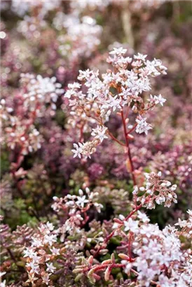 Garten-Rotmoos-Mauerpfeffer - Sedum album 'Murale'