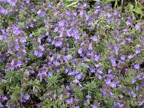 Niederliegender Garten-Ehrenpreis - Veronica prostrata, blau