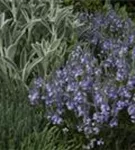 Niederliegender Garten-Ehrenpreis - Veronica prostrata, blau