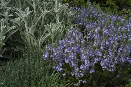 Niederliegender Garten-Ehrenpreis - Veronica prostrata, blau