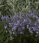 Niederliegender Garten-Ehrenpreis - Veronica prostrata, blau