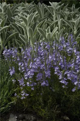 Niederliegender Garten-Ehrenpreis - Veronica prostrata, blau