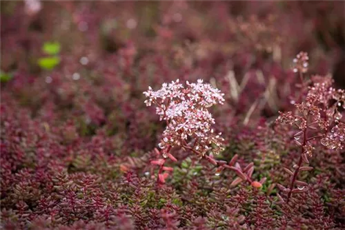 Garten-Rotmoos-Mauerpfeffer - Sedum album 'Murale'