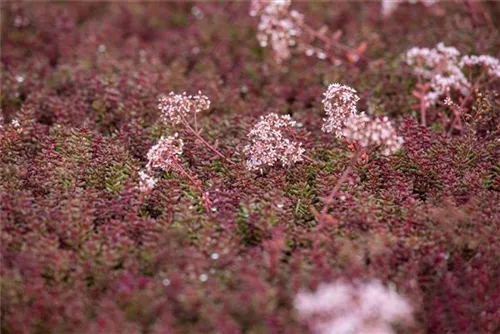 Garten-Rotmoos-Mauerpfeffer - Sedum album 'Murale'