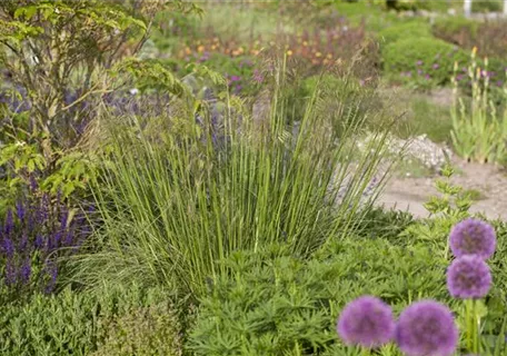 Stipa gigantea - Riesen-Federgras