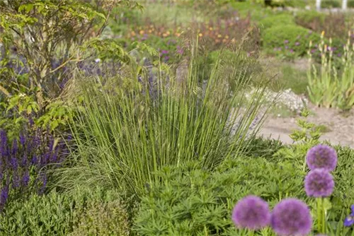 Riesen-Federgras - Stipa gigantea