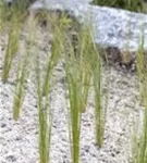 Flausch-Federgras - Stipa pennata