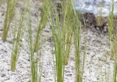 Stipa pennata - Flausch-Federgras