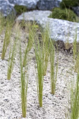 Flausch-Federgras - Stipa pennata