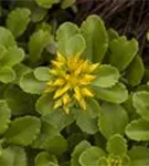 Reichblühendes Garten-Fettblatt - Sedum floriferum 'Weihenstephaner Gold'