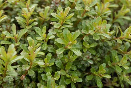 Reichblühendes Garten-Fettblatt - Sedum floriferum 'Weihenstephaner Gold'