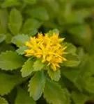 Reichblühendes Garten-Fettblatt - Sedum floriferum 'Weihenstephaner Gold'