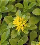 Reichblühendes Garten-Fettblatt - Sedum floriferum 'Weihenstephaner Gold'