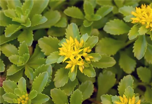 Reichblühendes Garten-Fettblatt - Sedum floriferum 'Weihenstephaner Gold'