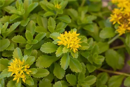 Reichblühendes Garten-Fettblatt - Sedum floriferum 'Weihenstephaner Gold'