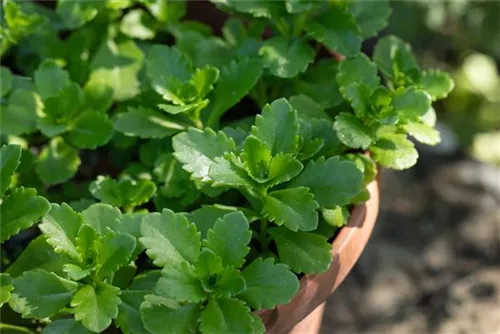 Reichblühendes Garten-Fettblatt - Sedum floriferum 'Weihenstephaner Gold'