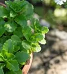 Reichblühendes Garten-Fettblatt - Sedum floriferum 'Weihenstephaner Gold'