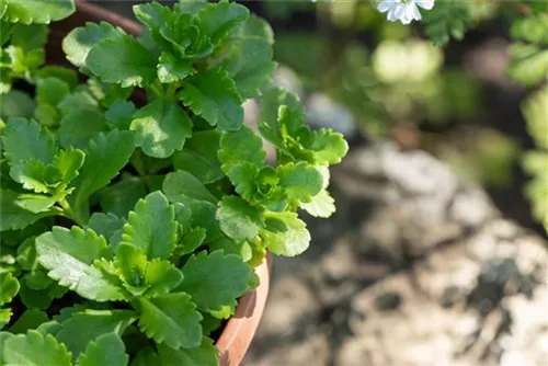 Reichblühendes Garten-Fettblatt - Sedum floriferum 'Weihenstephaner Gold'