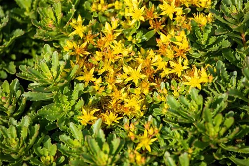 Reichblühendes Garten-Fettblatt - Sedum floriferum 'Weihenstephaner Gold'