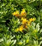 Reichblühendes Garten-Fettblatt - Sedum floriferum 'Weihenstephaner Gold'