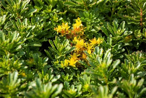 Reichblühendes Garten-Fettblatt - Sedum floriferum 'Weihenstephaner Gold'