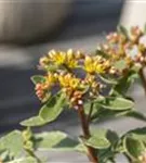 Buntlaubiges Garten-Fettblatt - Sedum kamtschaticum 'Variegatum'