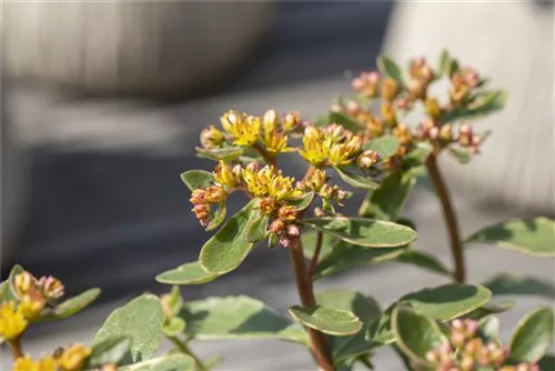 Buntlaubiges Garten-Fettblatt - Sedum kamtschaticum 'Variegatum'