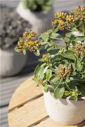 Buntlaubiges Garten-Fettblatt - Sedum kamtschaticum 'Variegatum'