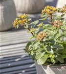 Buntlaubiges Garten-Fettblatt - Sedum kamtschaticum 'Variegatum'