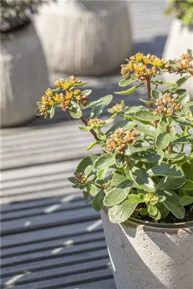 Buntlaubiges Garten-Fettblatt - Sedum kamtschaticum 'Variegatum'