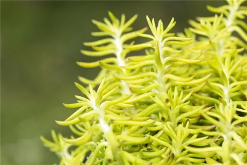 Tripmadam - Sedum reflexum