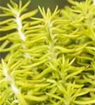 Tripmadam - Sedum reflexum