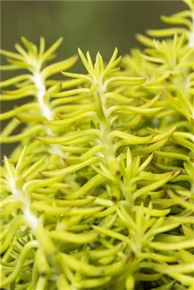 Tripmadam - Sedum reflexum