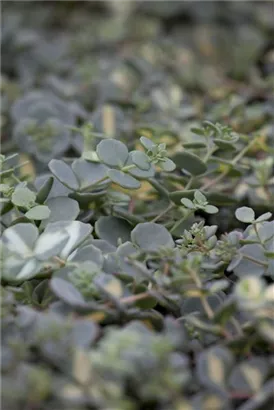 Siebolds Fettblatt - Sedum sieboldii