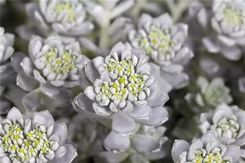 Spatelblättriges Garten-Fettblatt - Sedum spathulifolium 'Cape Blanco'