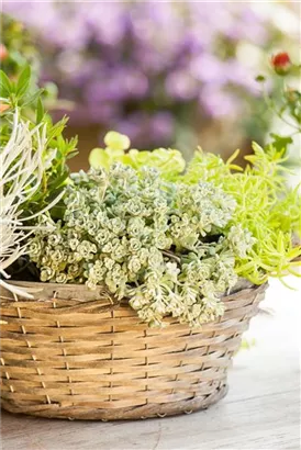 Spatelblättriges Garten-Fettblatt - Sedum spathulifolium 'Cape Blanco'