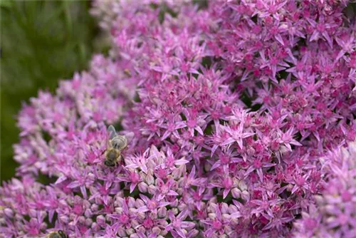 Prächtiges Garten-Fettblatt - Sedum spectabile 'Carl'