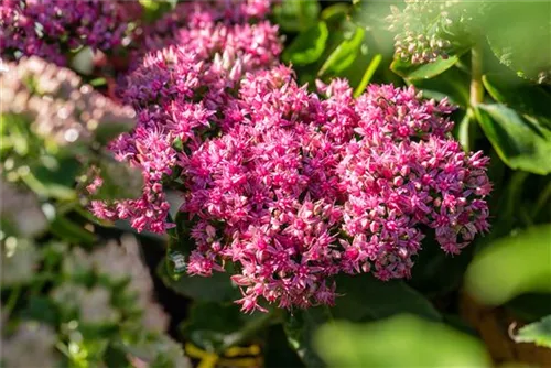 Prächtiges Garten-Fettblatt - Sedum spectabile 'Carl'