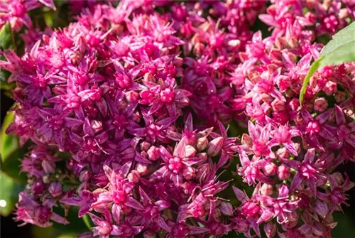 Prächtiges Garten-Fettblatt - Sedum spectabile 'Carl'