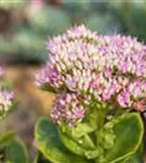 Prächtiges Garten-Fettblatt - Sedum spectabile 'Carmen'