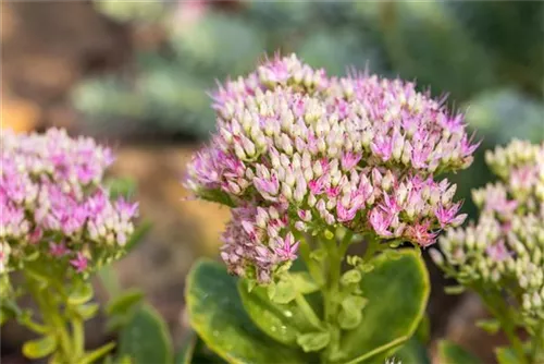 Prächtiges Garten-Fettblatt - Sedum spectabile 'Carmen'