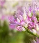 Prächtiges Garten-Fettblatt - Sedum spectabile 'Carmen'