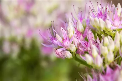 Prächtiges Garten-Fettblatt - Sedum spectabile 'Carmen'