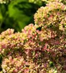 Prächtiges Garten-Fettblatt - Sedum spectabile 'Carmen'