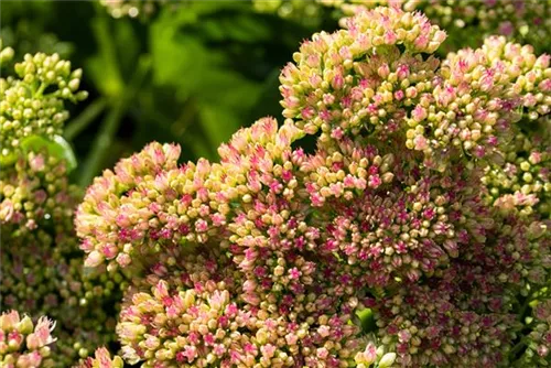 Prächtiges Garten-Fettblatt - Sedum spectabile 'Carmen'